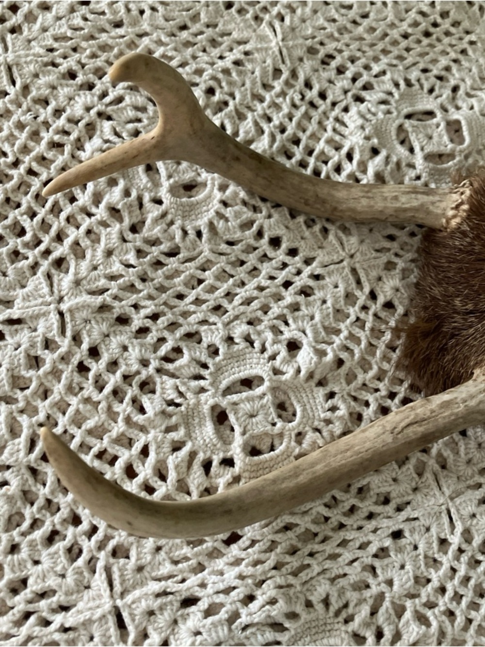 3 Point Real Whitetail Deer Antlers And Scull Cap Taxidermy Crafts More - Picture 3 of 7
